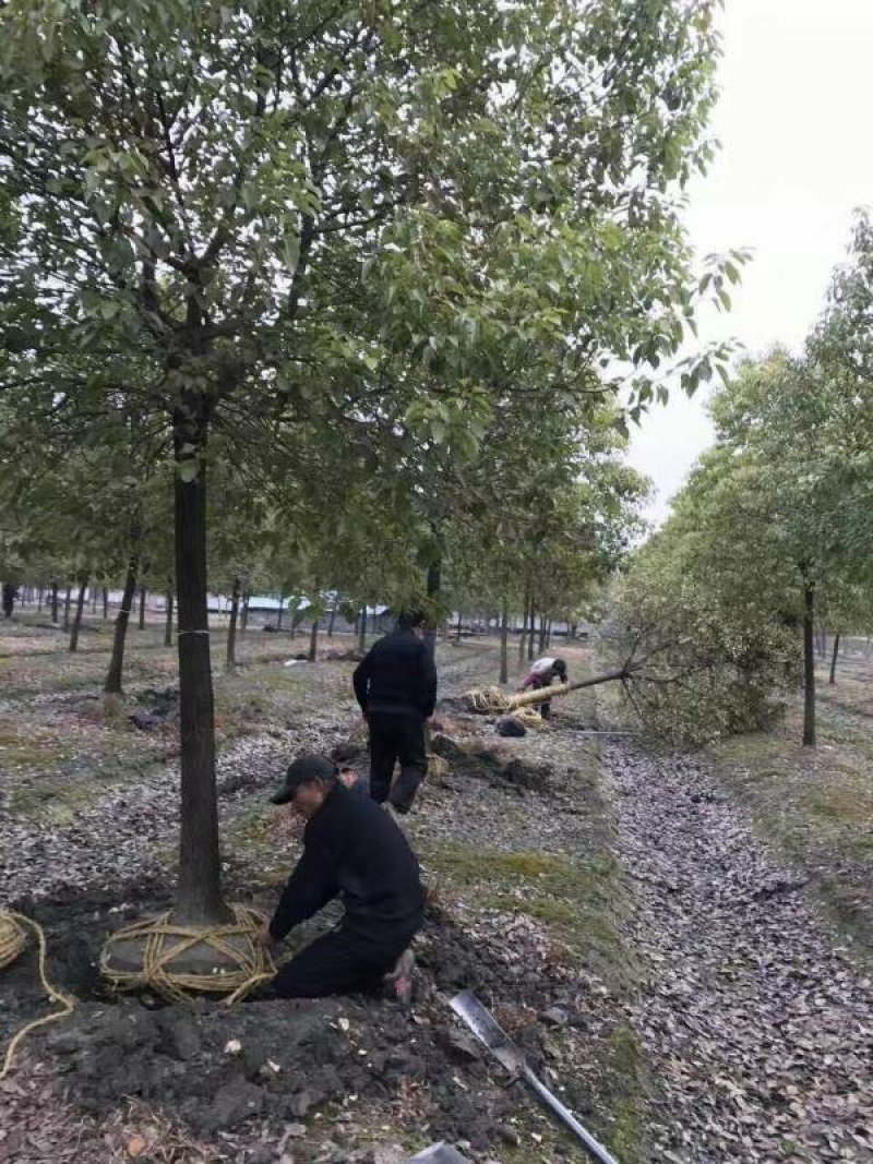 常年批发供应香樟树价格优惠，各种规格都有，生长旺盛树形优