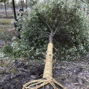常年批发供应香樟树价格优惠，各种规格都有，生长旺盛树形优