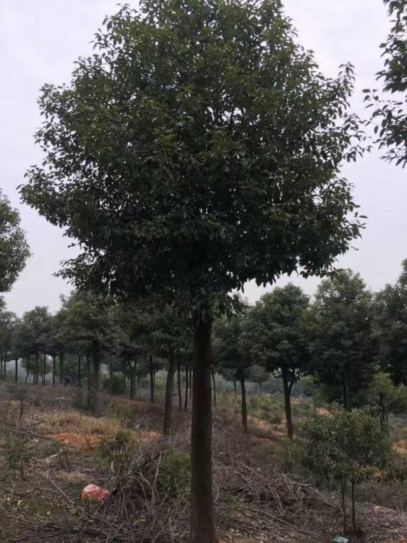 常年批发供应香樟树价格优惠，各种规格都有，生长旺盛树形优