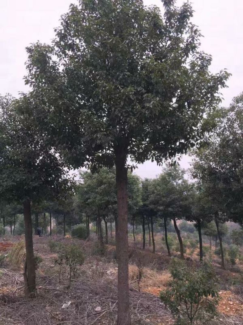 常年批发供应香樟树价格优惠，各种规格都有，生长旺盛树形优