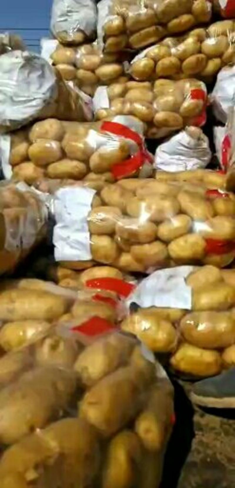 精品荷兰十五土豆2两以上产地直供保质保量