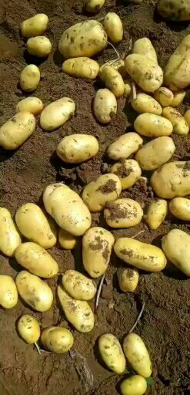 精品荷兰十五土豆2两以上产地直供保质保量