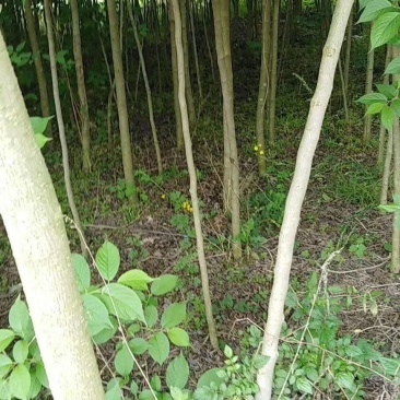 杜仲苗
