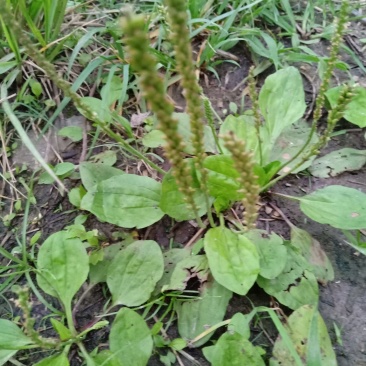 车前草，野生，