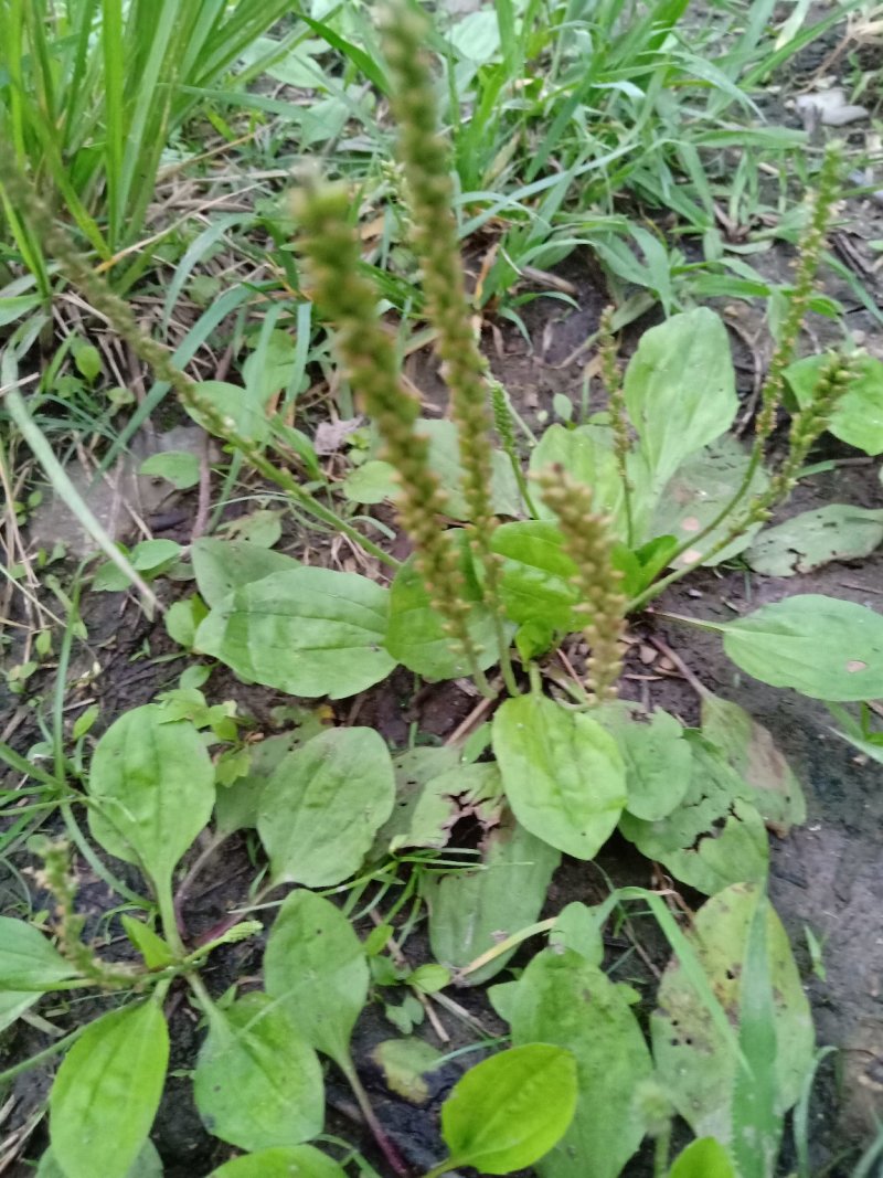 车前草，野生，