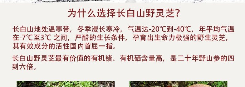 长白山野生灵芝表面带孢子粉真正野生整只大块一斤包邮