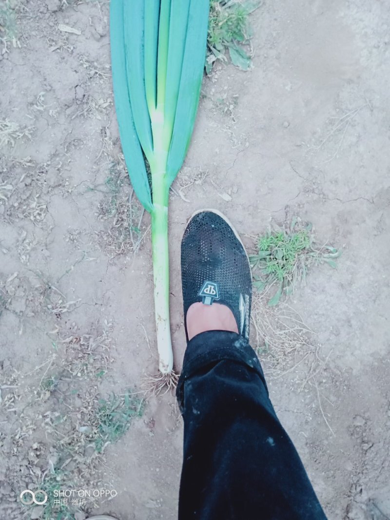 春季大葱，大量上市。