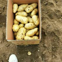 土豆荷兰15实验1沃土土豆500亩请。