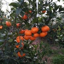 柑桔苗-明日见柑橘苗（阿思密）品种保证，基地现挖，假一赔十