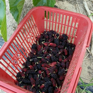 桑椹
