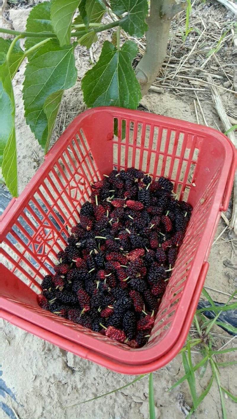 桑椹