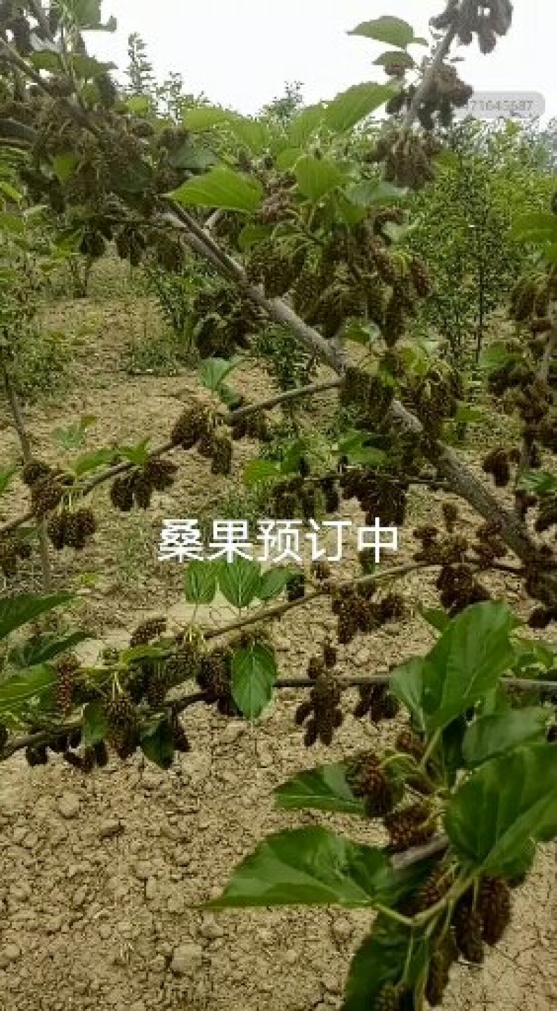桑椹