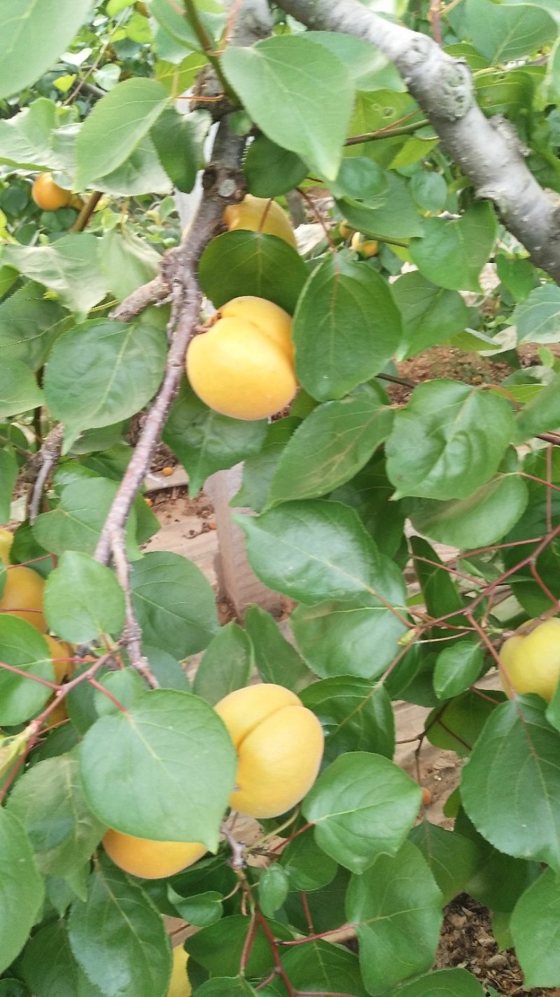 :春蜜桃，中油四号，开特杏，金太阳杏。