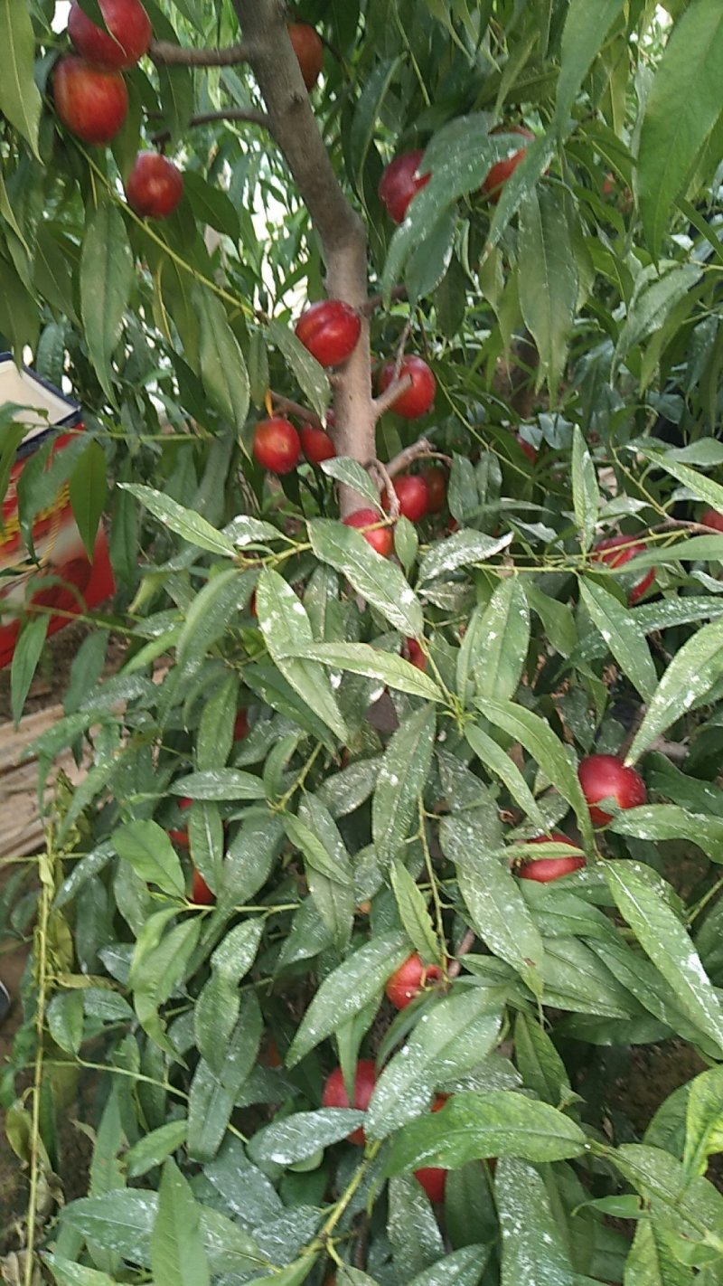 :春蜜桃，中油四号，开特杏，金太阳杏。