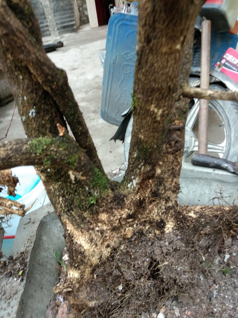 黄杨下山桩