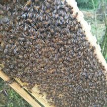 蜜蜂中蜂蜂群