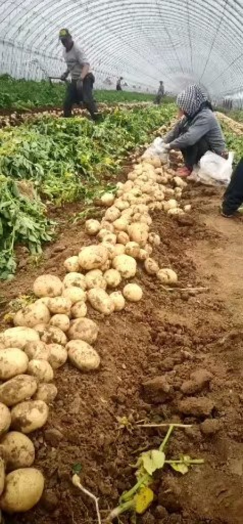 土豆