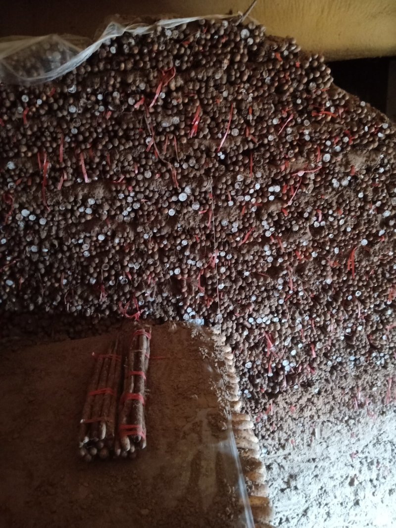 菏泽白玉山药大货3公分起货源充足品质保证价格美丽