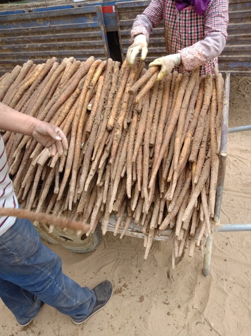 菏泽白玉山药大货3公分起货源充足品质保证价格美丽