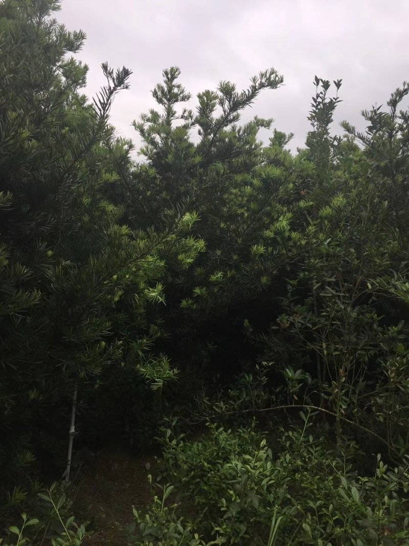 罗汉松，精品毛胚树！