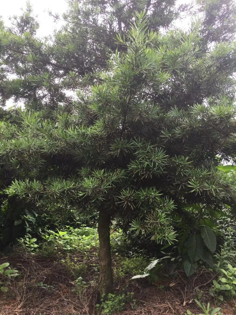 罗汉松，精品毛胚树！