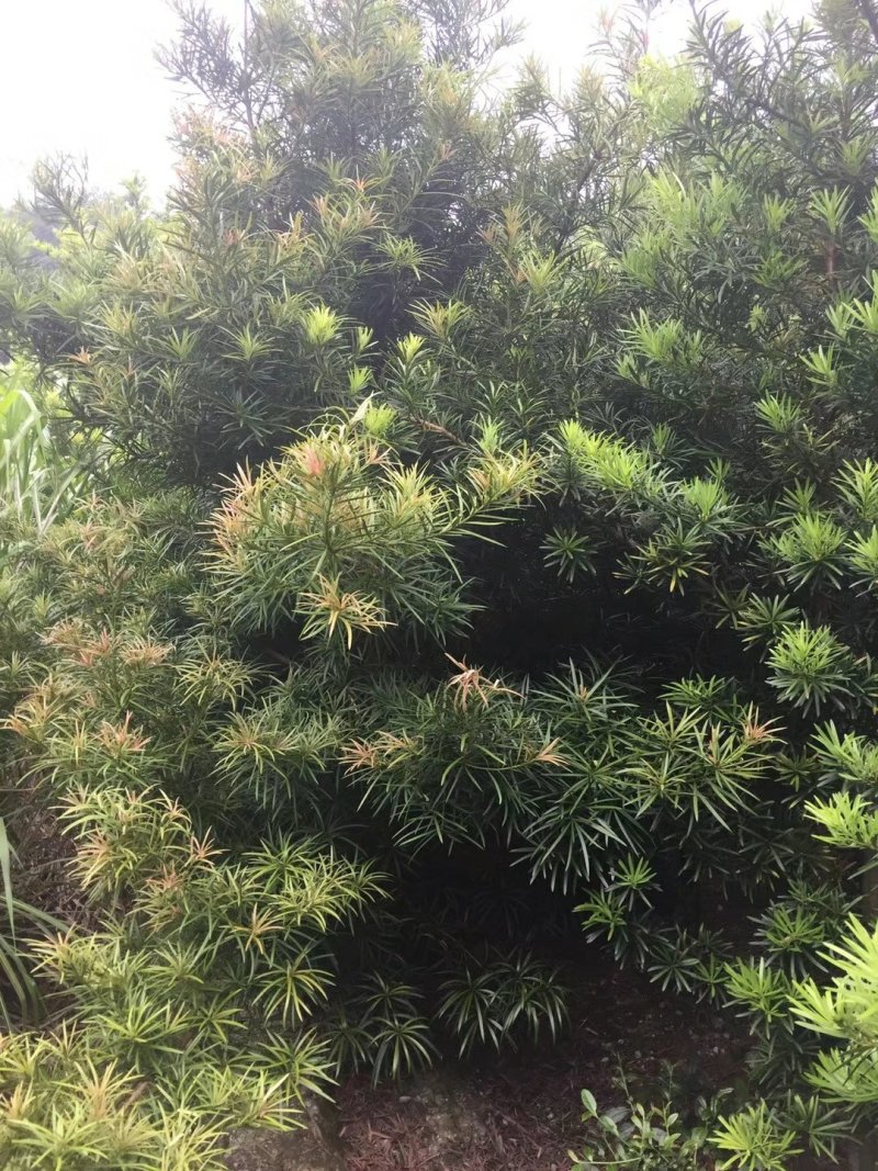罗汉松，精品毛胚树！