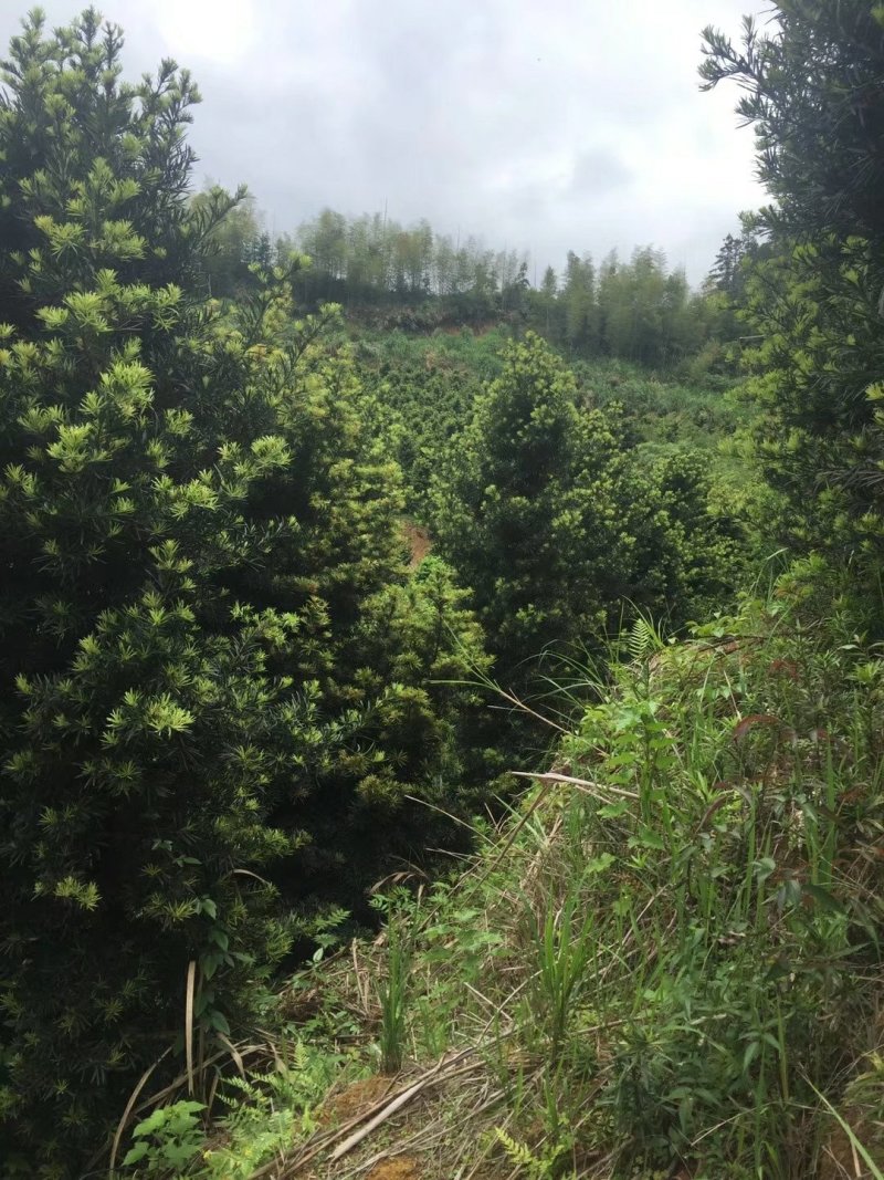 罗汉松，精品毛胚树！