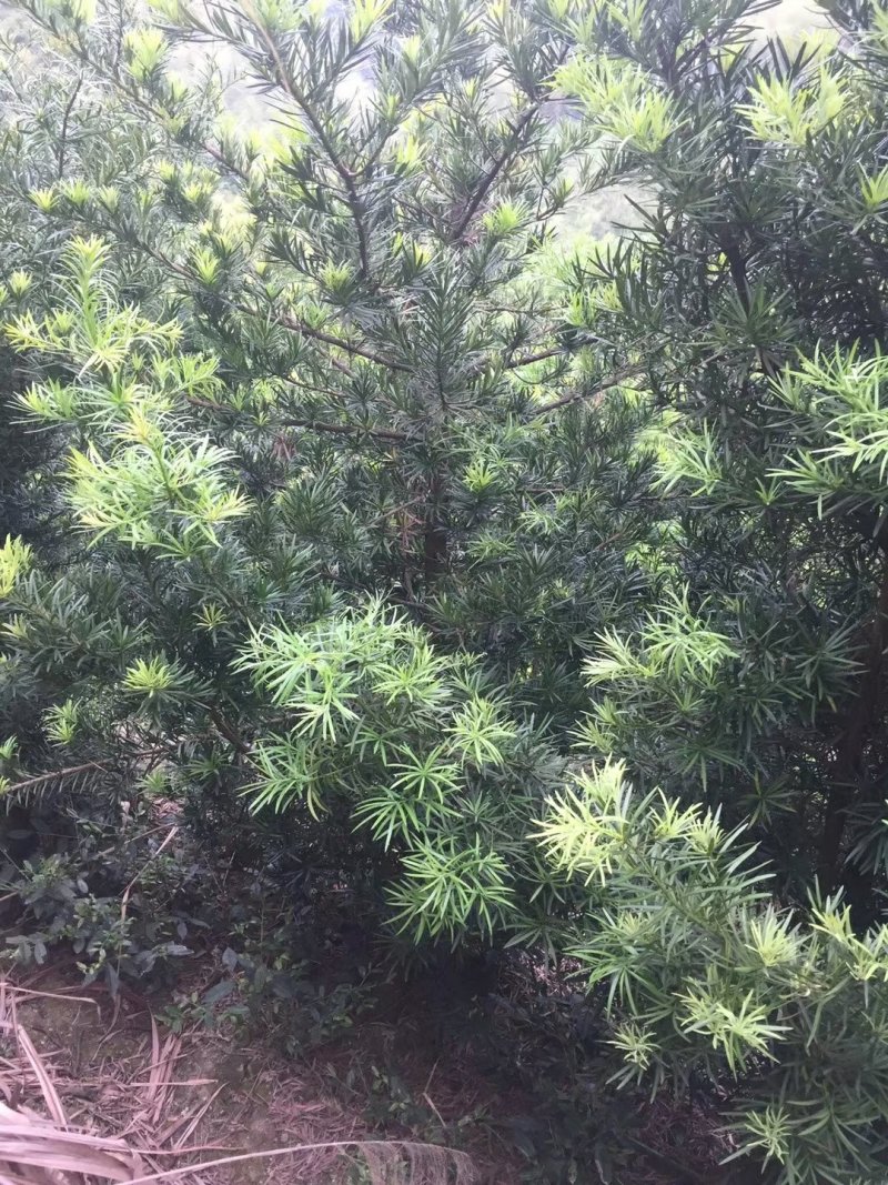 罗汉松，精品毛胚树！