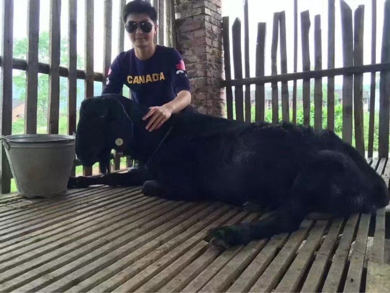 努比亚黑山羊，黑山羊羊羔，黑山羊活体，怀孕母羊