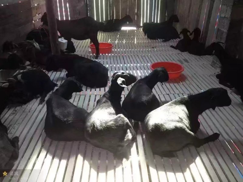 黑山羊，努比亚黑山羊，黑山羊羊羔，怀孕母羊