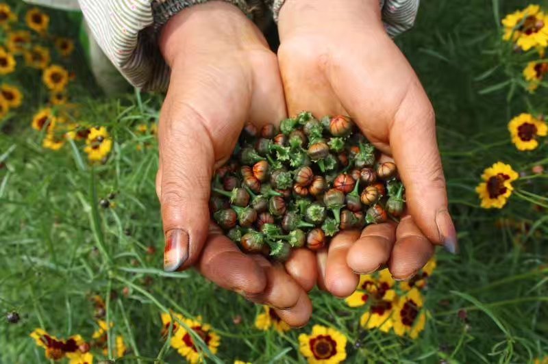 包邮正宗2021年新货新疆高海拔昆仑雪胎菊大量批发