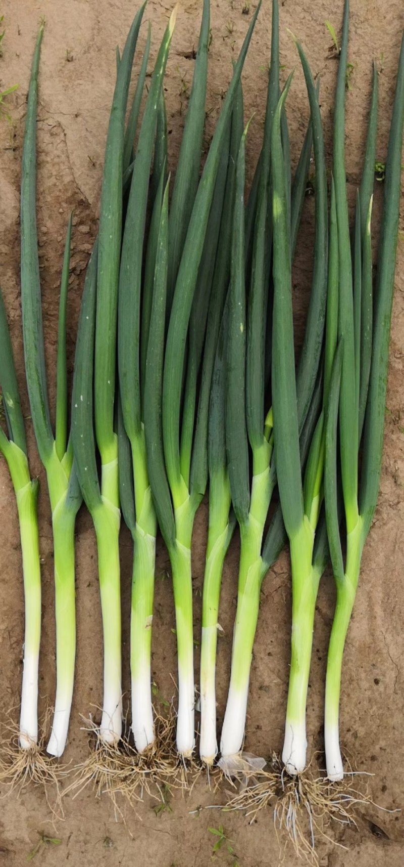 基地一手货源新地膜嫩葱大量上市