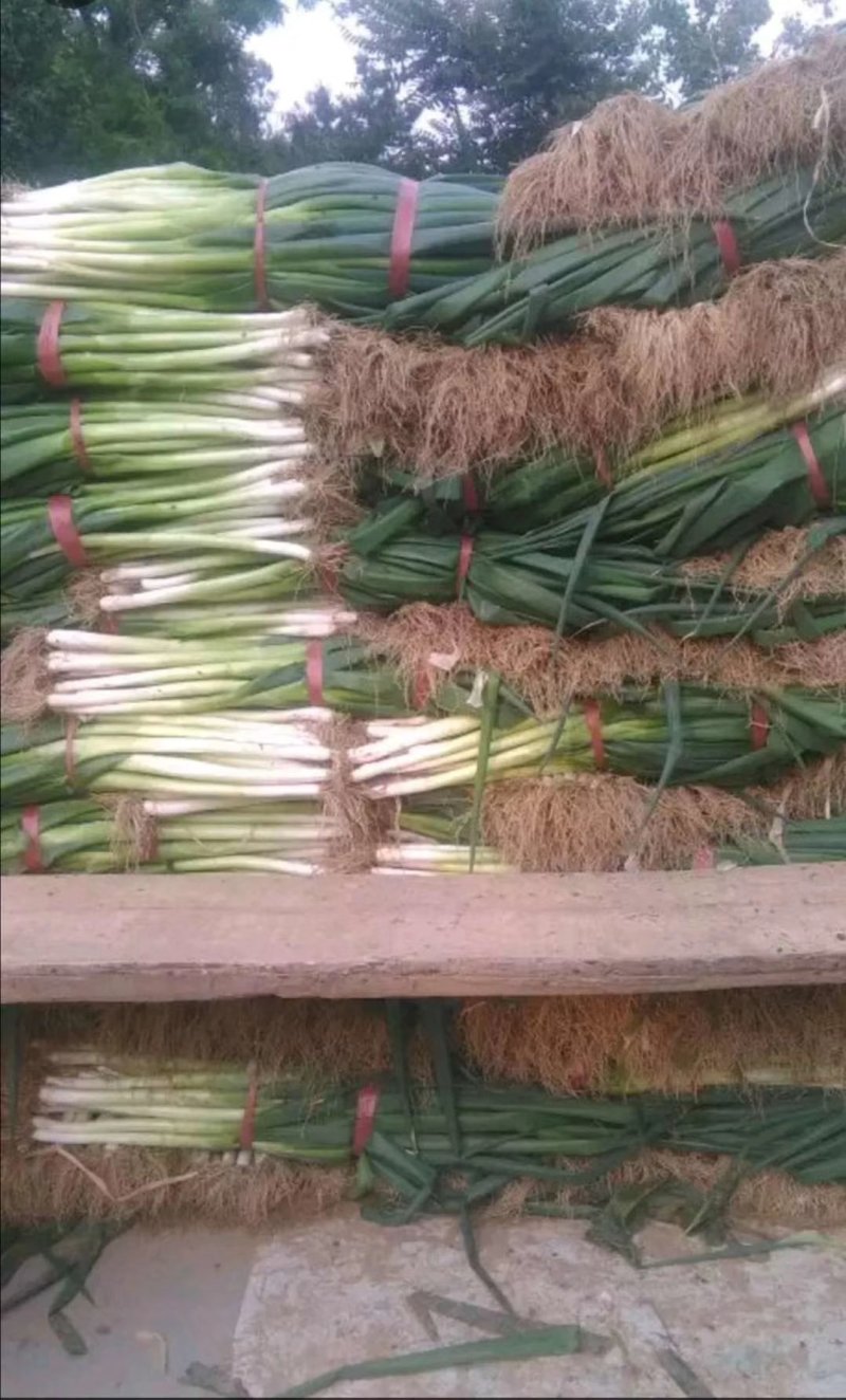 基地一手货源新地膜嫩葱大量上市