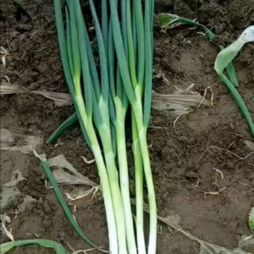 基地一手货源新地膜嫩葱大量上市