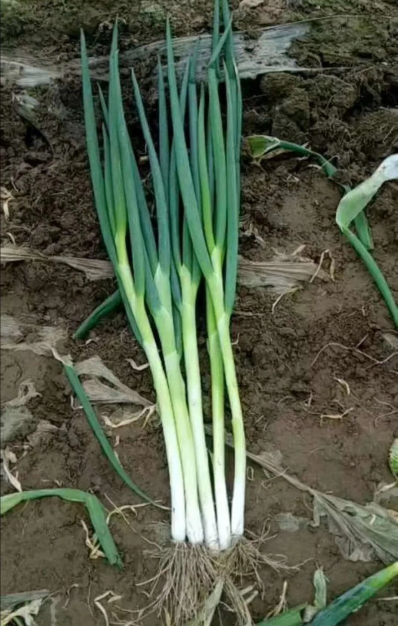 基地一手货源新地膜嫩葱大量上市