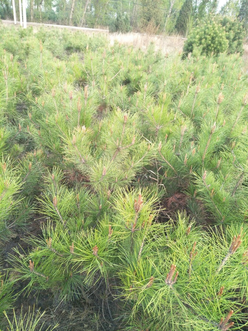 油松杯苗产地直销量大从优一手货源服务周到