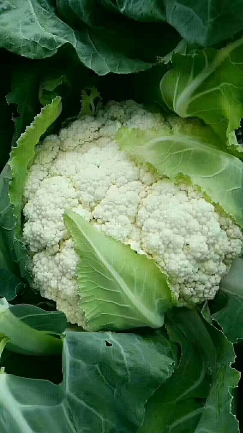 有机菜花_基地直供*保证质量-货源充足。