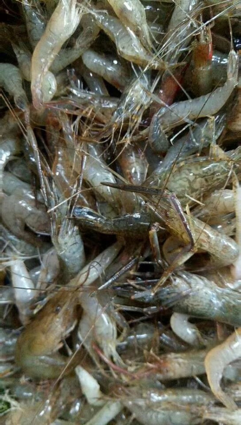 河虾