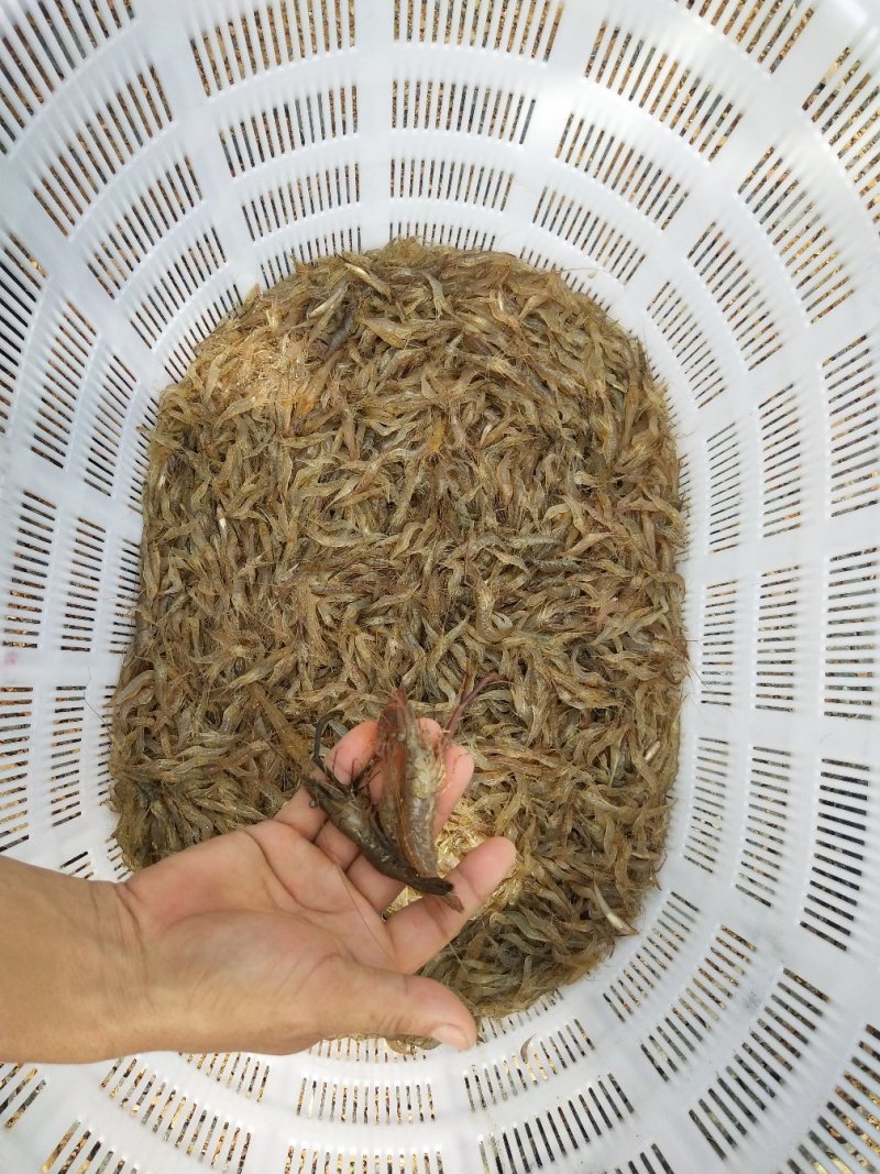 河虾