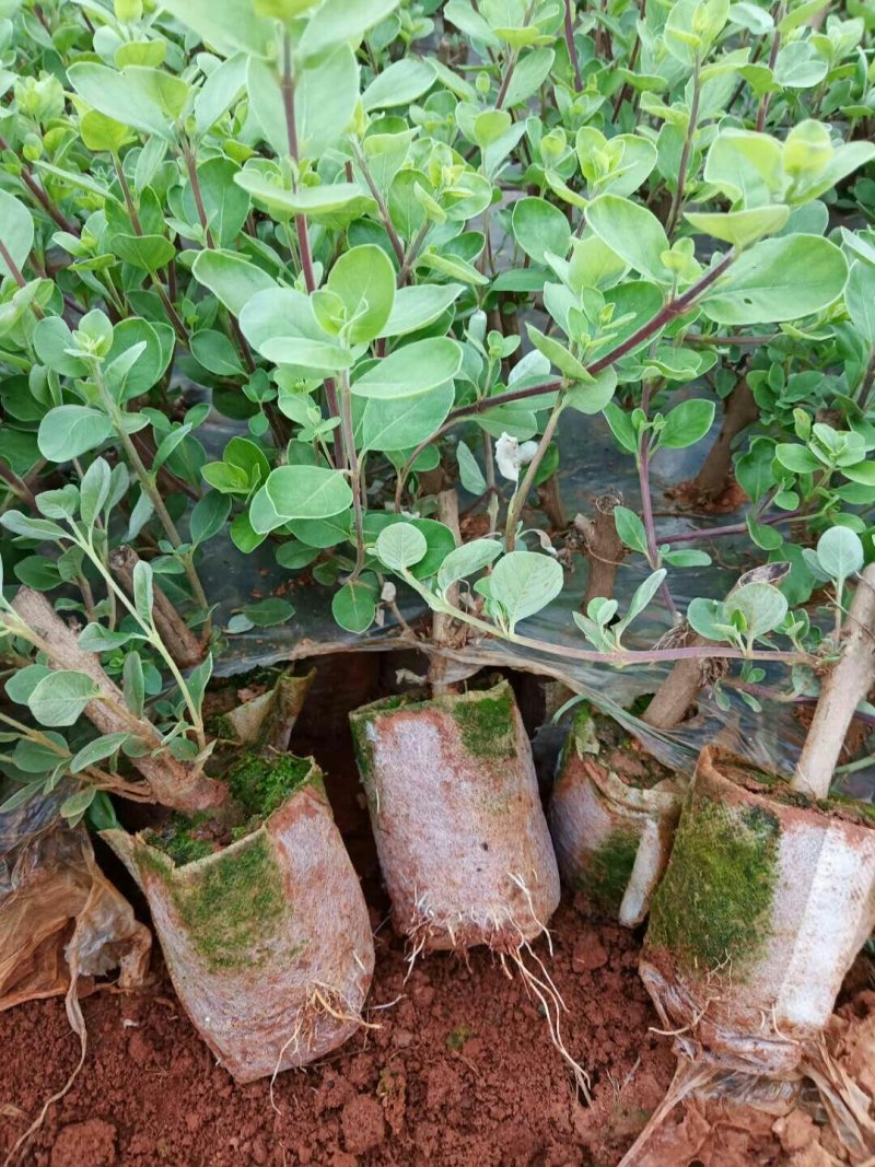 供应优质江西单叶蔓荆子营养杯苗裸根苗大量供应