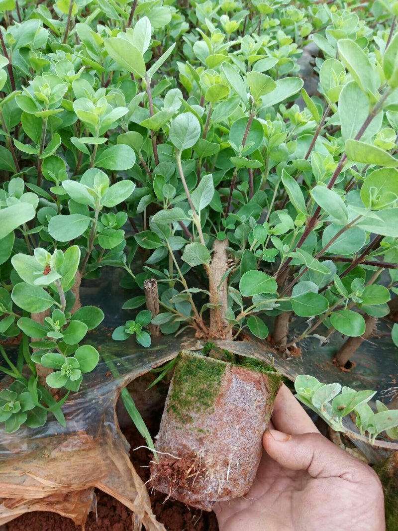 供应优质江西单叶蔓荆子营养杯苗裸根苗大量供应