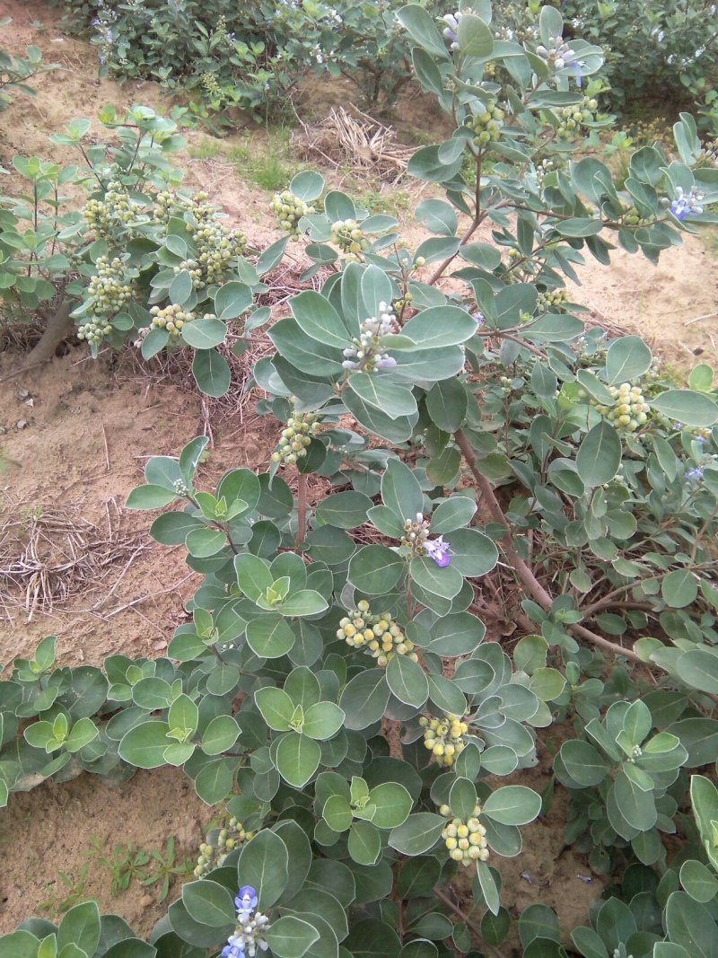 供应优质江西单叶蔓荆子营养杯苗裸根苗大量供应