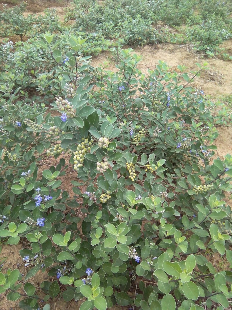 供应优质江西单叶蔓荆子营养杯苗裸根苗大量供应