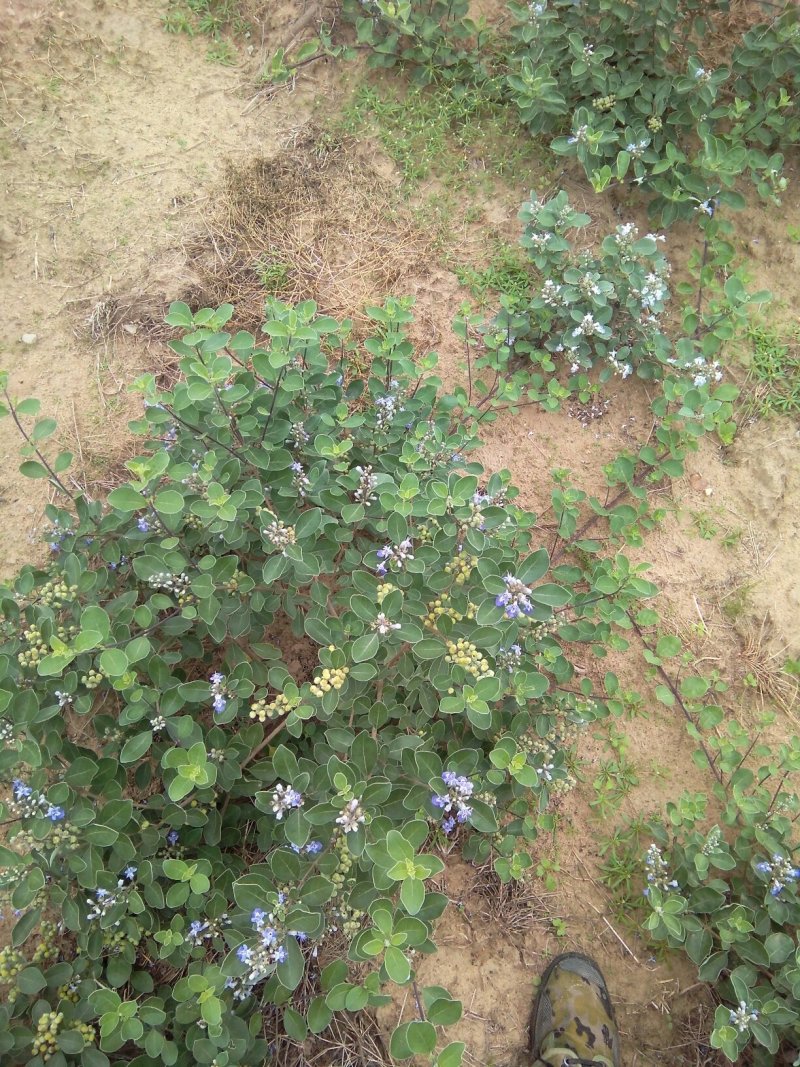 供应优质江西单叶蔓荆子营养杯苗裸根苗大量供应