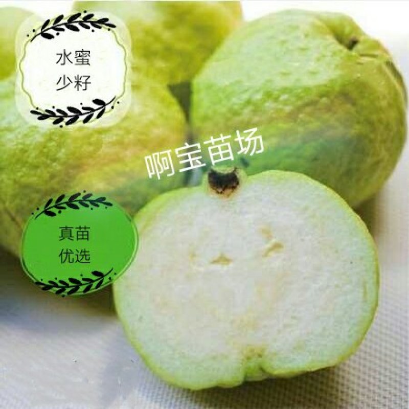 【1颗起批】番石榴梨香白肉无籽芭乐红肉西瓜芭乐苗无籽红宝