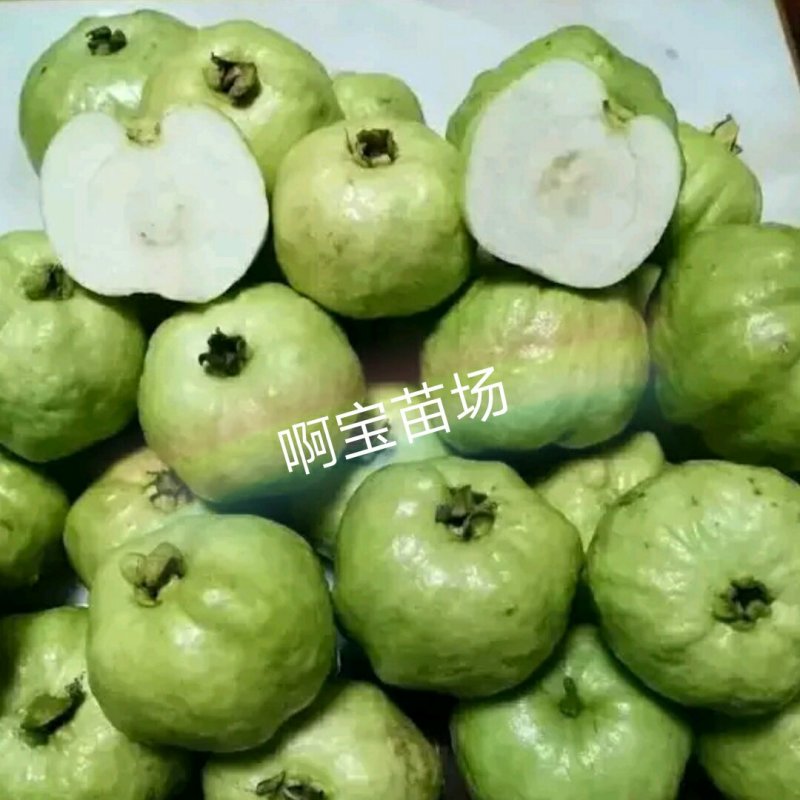 【1颗起批】番石榴梨香白肉无籽芭乐红肉西瓜芭乐苗无籽红宝