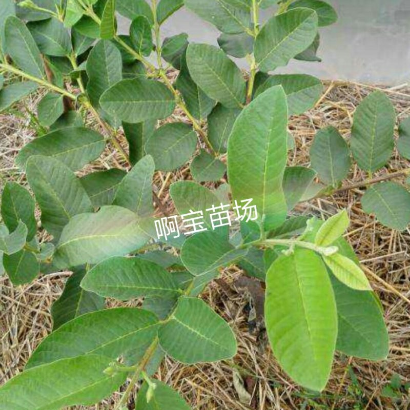 【1颗起批】番石榴梨香白肉无籽芭乐红肉西瓜芭乐苗无籽红宝