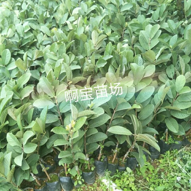 【1颗起批】番石榴梨香白肉无籽芭乐红肉西瓜芭乐苗无籽红宝