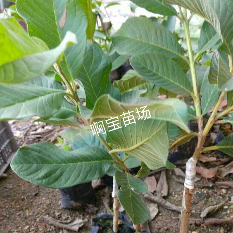 【1颗起批】番石榴梨香白肉无籽芭乐红肉西瓜芭乐苗无籽红宝