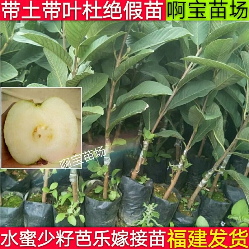 【1颗起批】番石榴梨香白肉无籽芭乐红肉西瓜芭乐苗无籽红宝